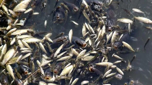 TMMOB, Düden Çayı'ndaki kirlilik ve balık ölümlerine kalıcı çözüm için desteğe hazır