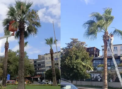 Kdz. Ereğli sahilindeki palmiyeler bakıma alındı